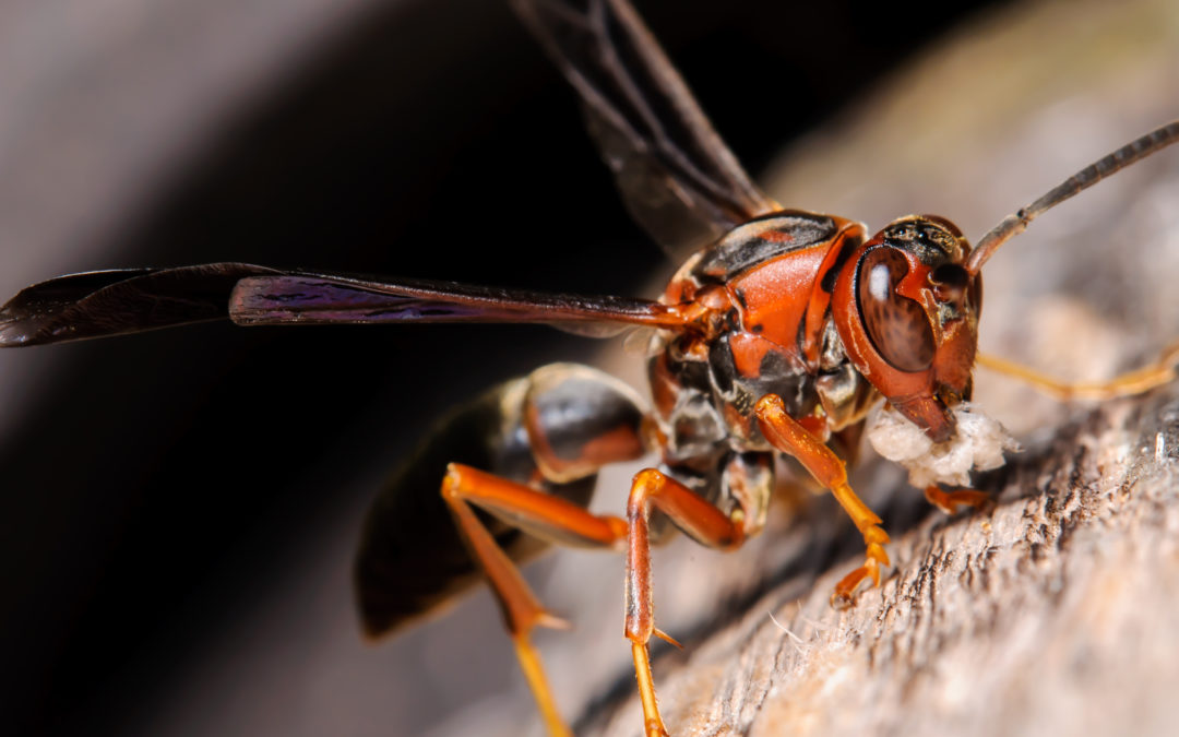 The Types Of Wasps In Tennessee