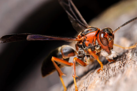 wasps wasp hornets nathanael siders uspest