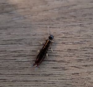 What is an earwig