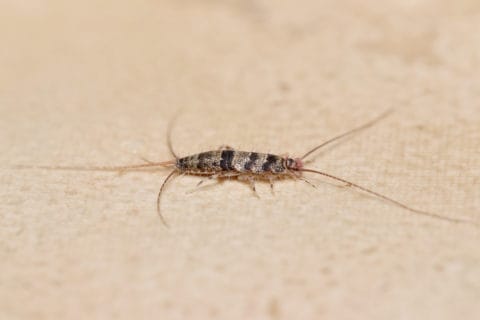 What is a Firebrat? | U.S. Pest Protection