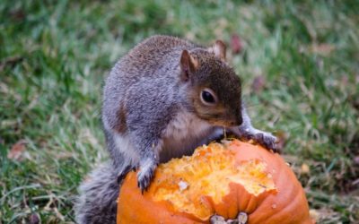 Squirrels are Most Active in the Fall