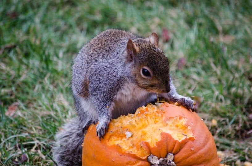 Squirrels are Most Active in the Fall