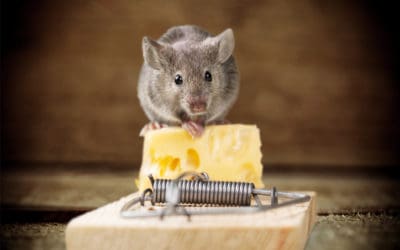 7 Interesting Facts About Mice!