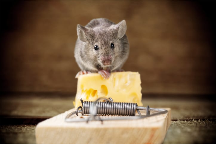 7 Interesting Facts About Mice!
