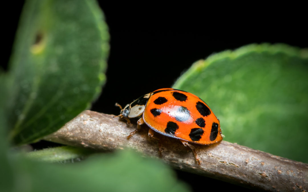 What is the difference between ladybugs and asian lady beetles