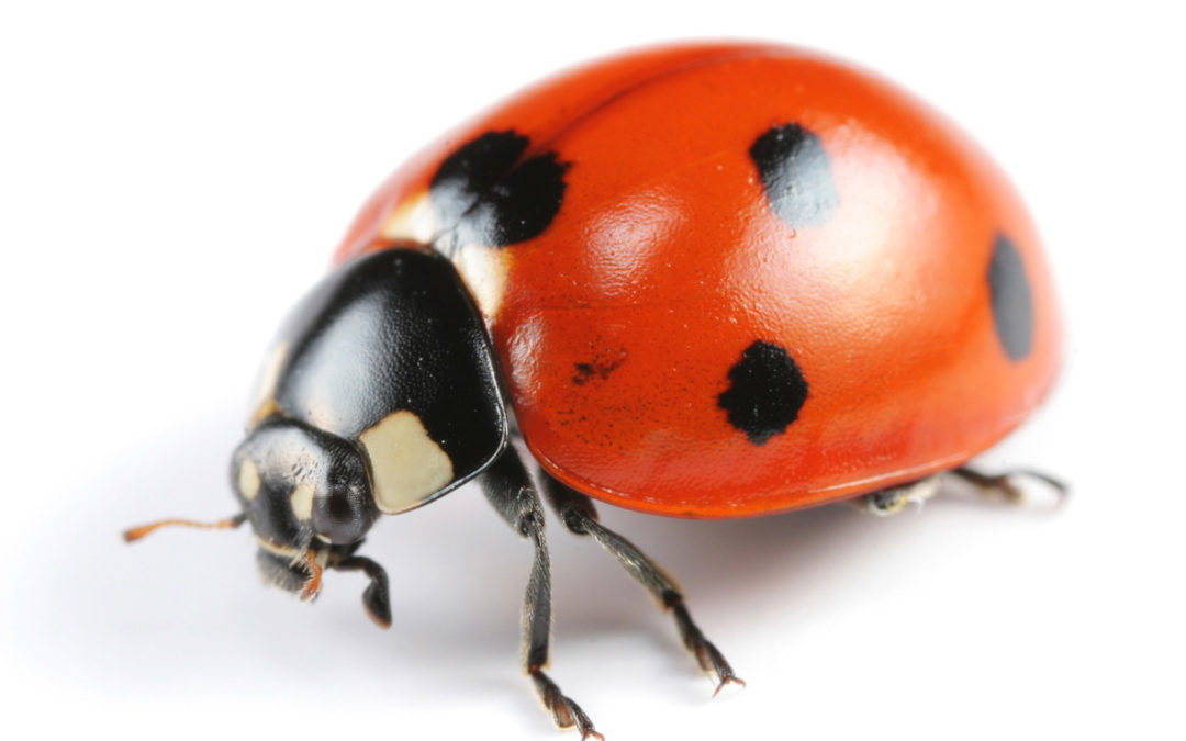 7 interesting facts about lady bugs