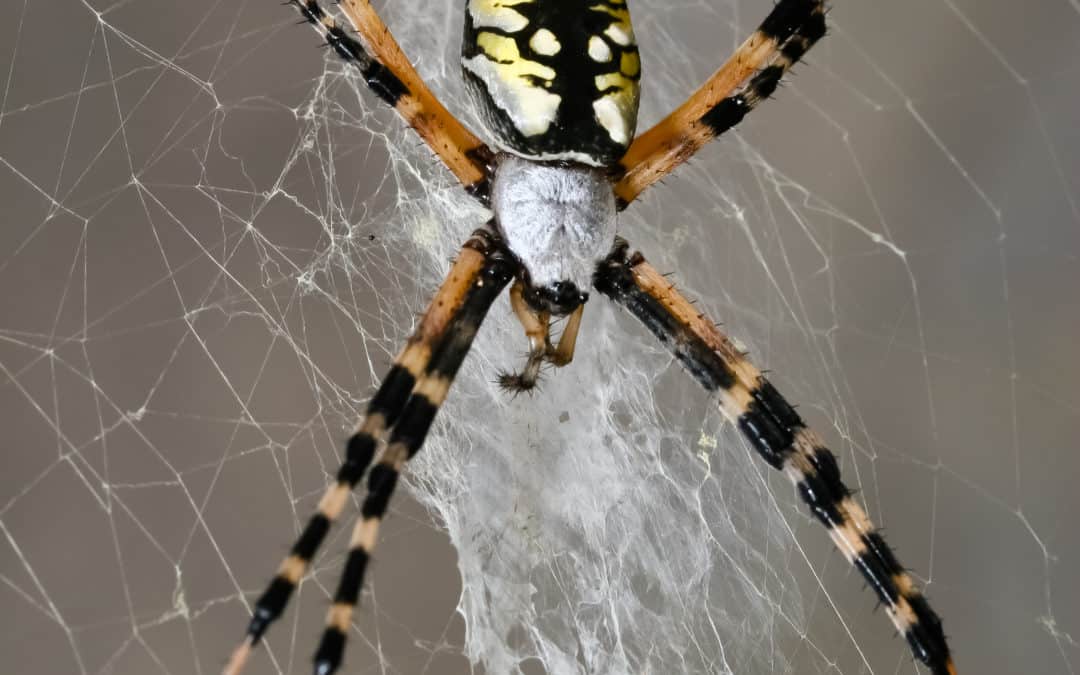 Why do orb weaving spiders make patterned webs