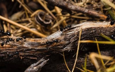 Finding Black Garden Ants In Your Nashville Home?