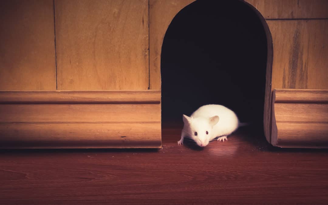 5 Easy Wys To Get Mice Out Of Your Home