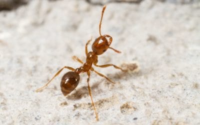What Is A Fire Ant?