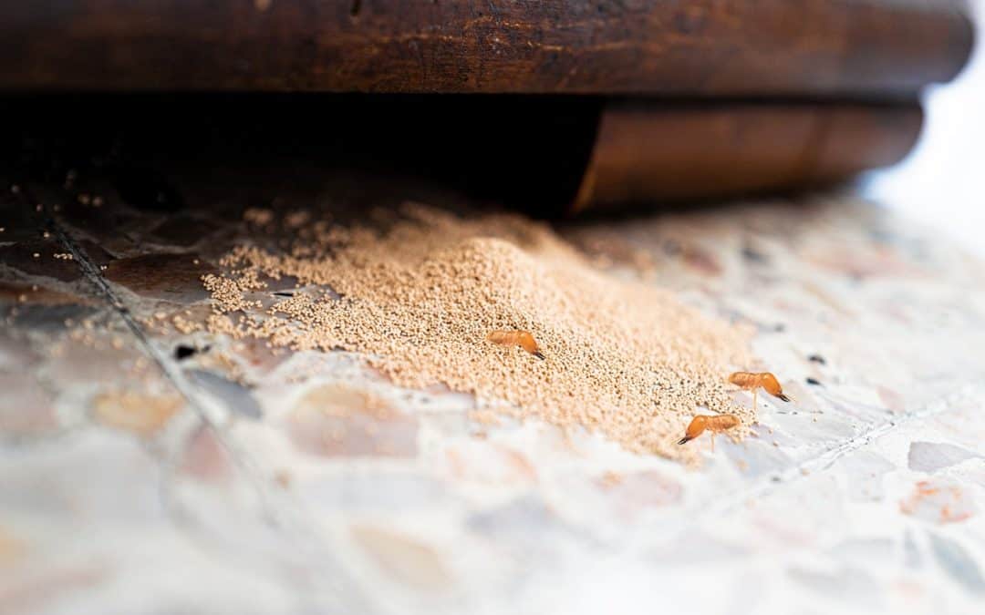 How to get rid of termites in your furniture