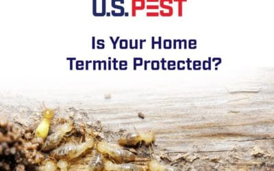 How Often Should I Get My Home Inspected For Termites?