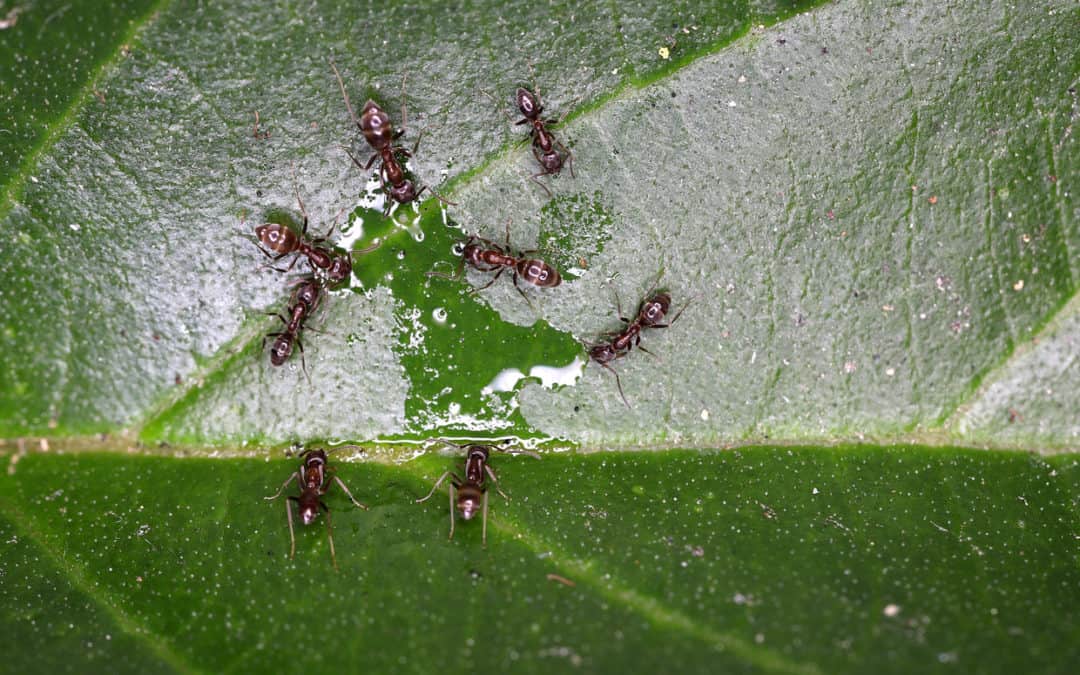 One Of The Most Invasive Ants In The World May Be Living In Your Yard!