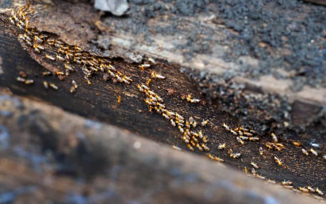 What Are The Different Types Of Termites