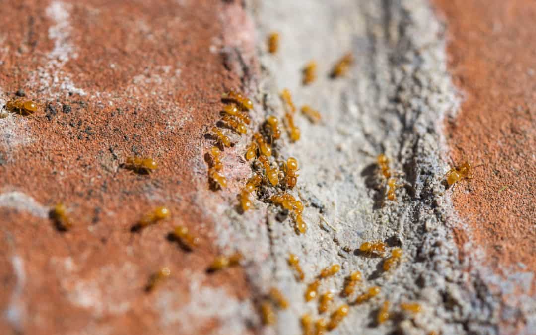 Why Are They Called Citronella Ants?