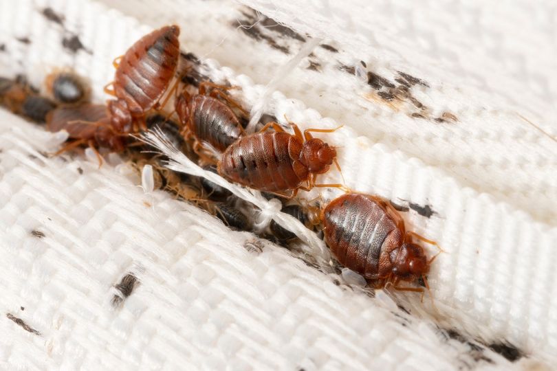 bed-bugs-in-bedding-mattress