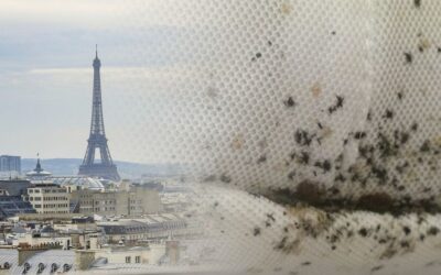 Bed Bugs in Paris