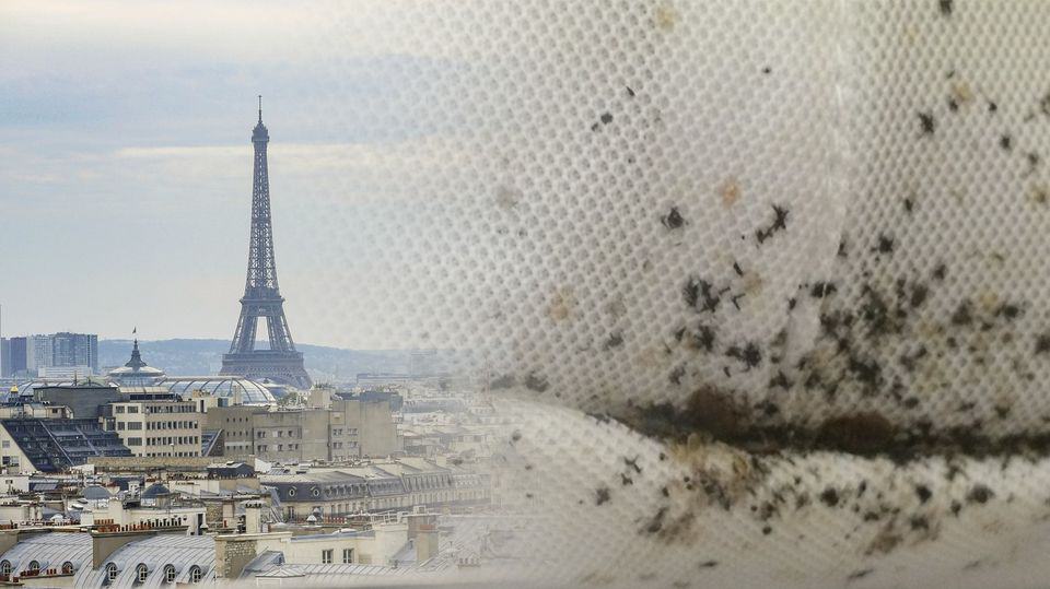 Bed Bugs in Paris