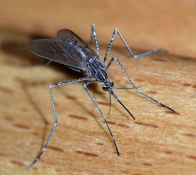 Close-up of a mosquito on skin.