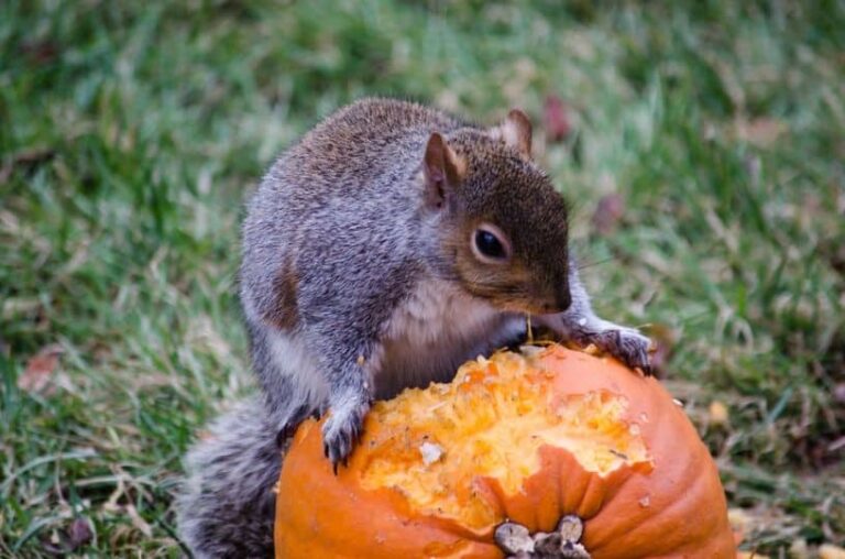 Squirrels are most active in the fall