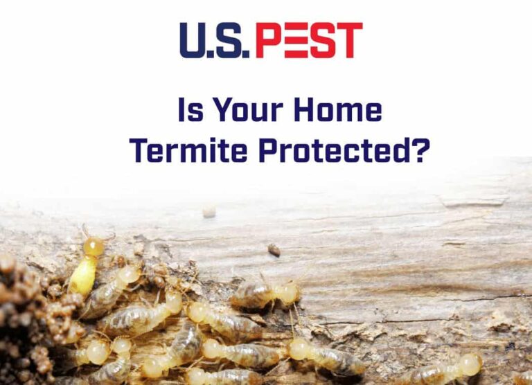 How often should i have my home inspected for termites?