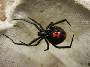 Black-Widow-Spider-300x225.jpg