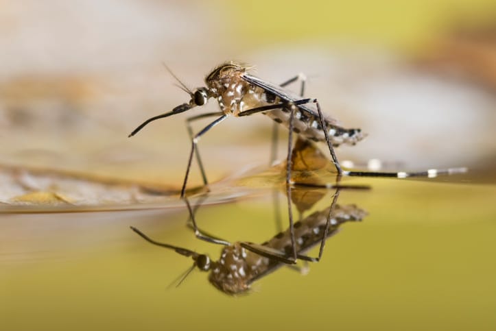 Stagnate-Water-Attracts-Mosquito's