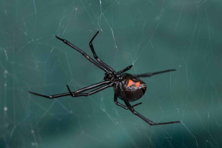 Black-Widow-Spiders-in-Tennessee