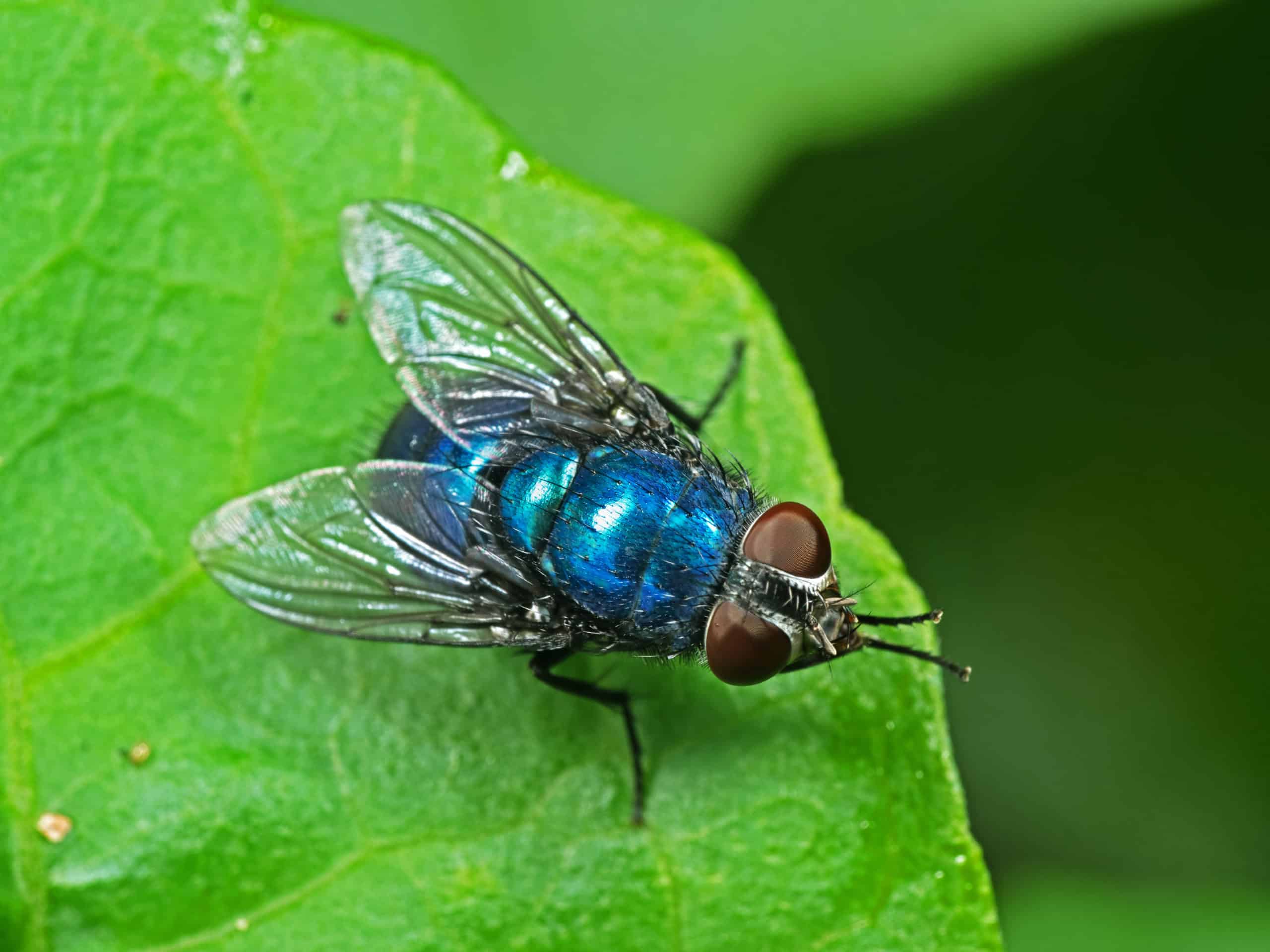 Types-Of-Flies-In-Tennessee