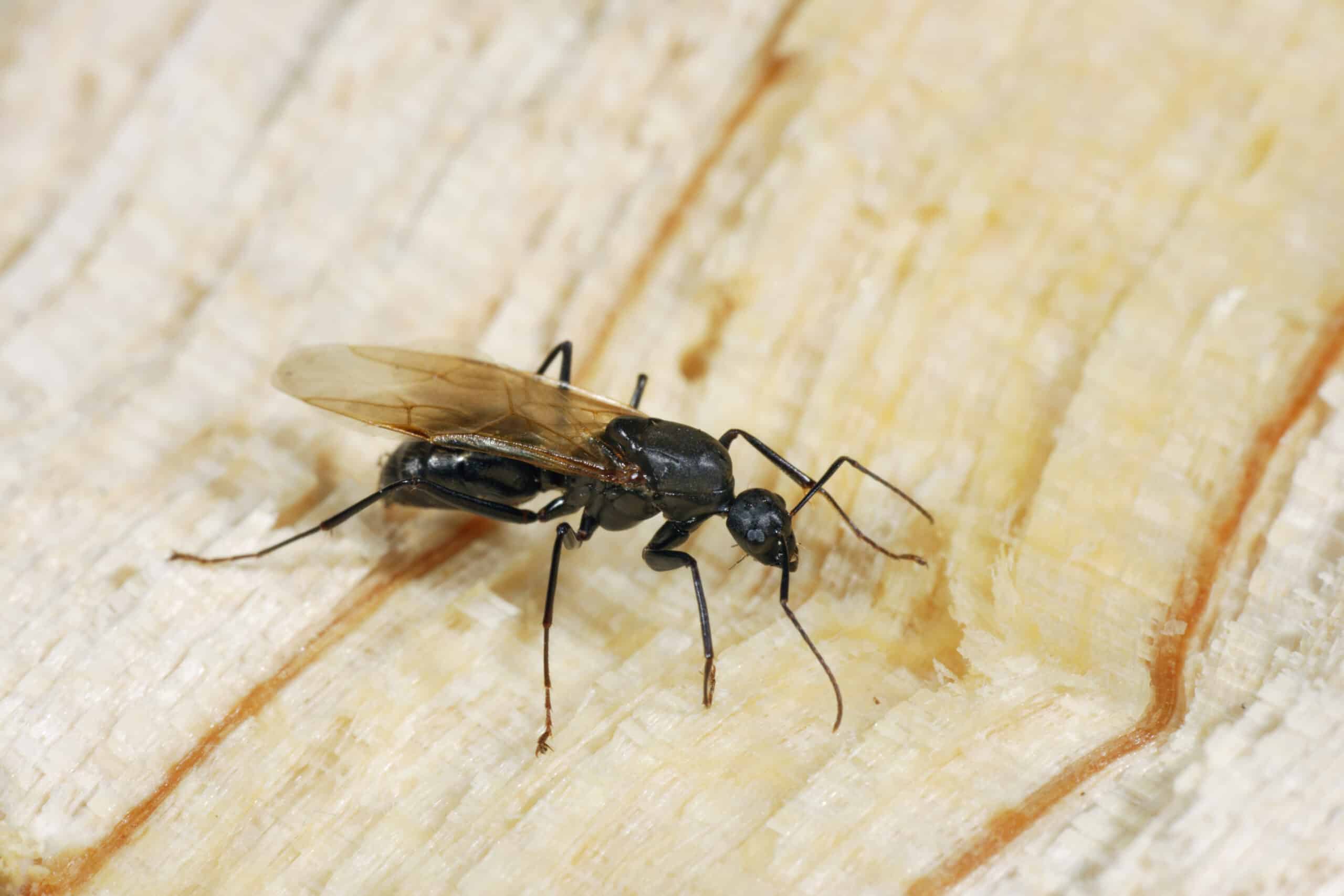 Carpenter ant