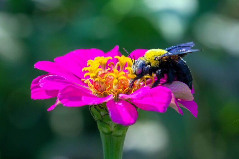 How-To-Identify-A-Carpenter-Bee