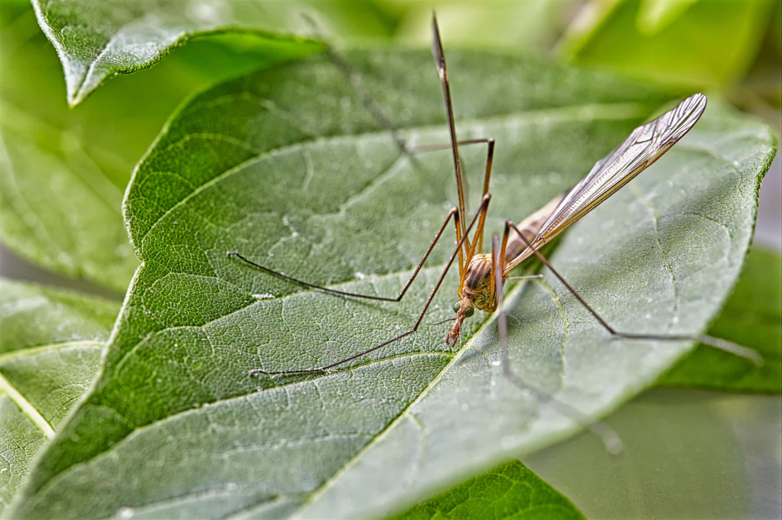 Adult-Crane-Fly