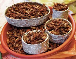 Crickets in bowls and plates.