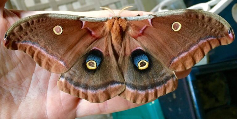 Te-Types-Of Moths-In Tennessee