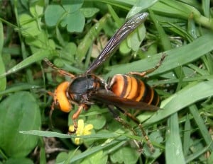 Japanese Hornet