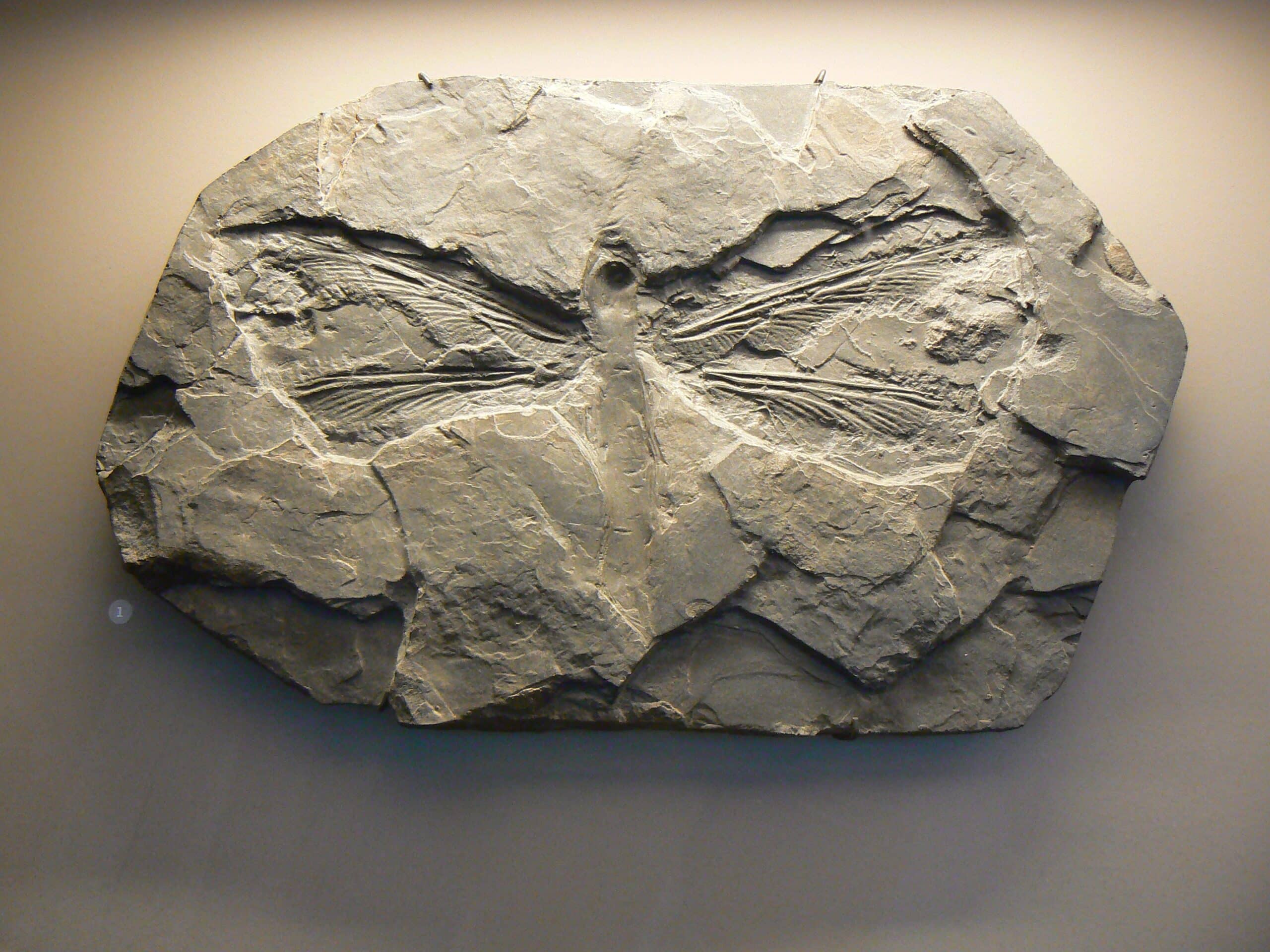 Fossil of a prehistoric Griffenfly.