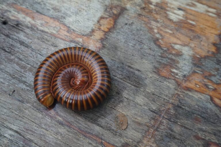 Millipede-In-Coil