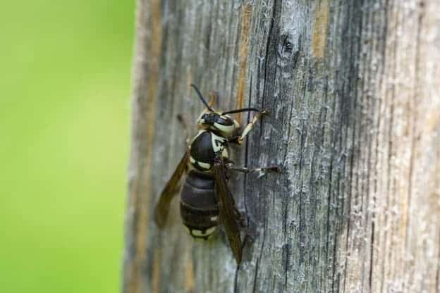 Insect Sting Index