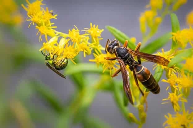 Insect Sting Index