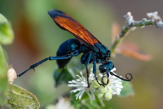 Tarantula Hawk