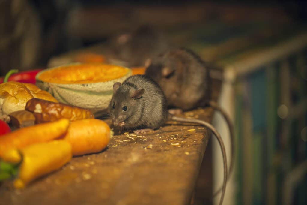 Rats eating in messy kitchen 187103848 4200x2800