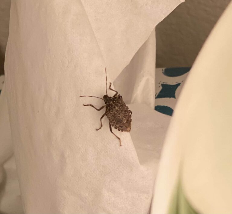 Stink-Bugs-In-Tennessee