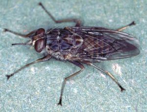 Close-up of a Tsetse fly.