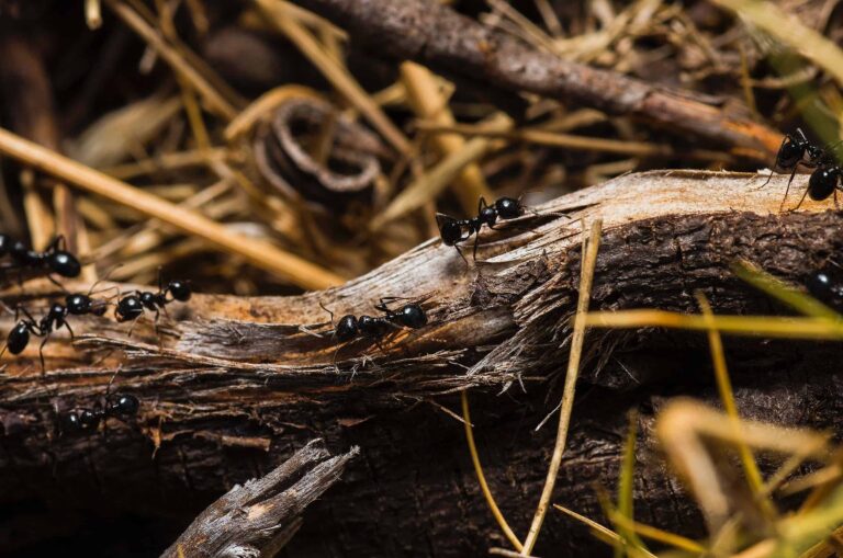 Finding Black Garden Ants In Your Nashville Home?