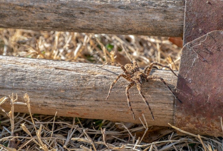 Wolf Spider