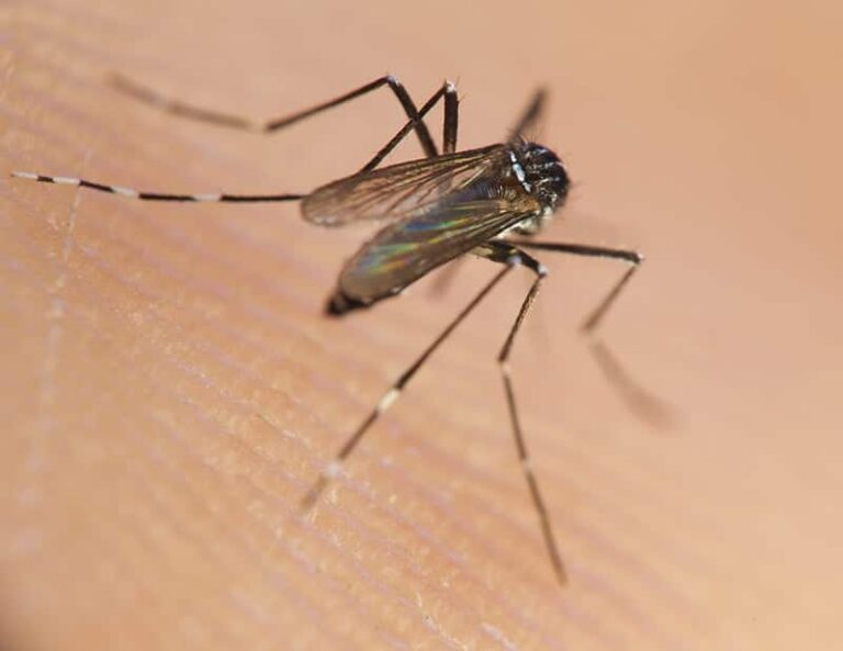 Close-up of a mosquito biting skin.