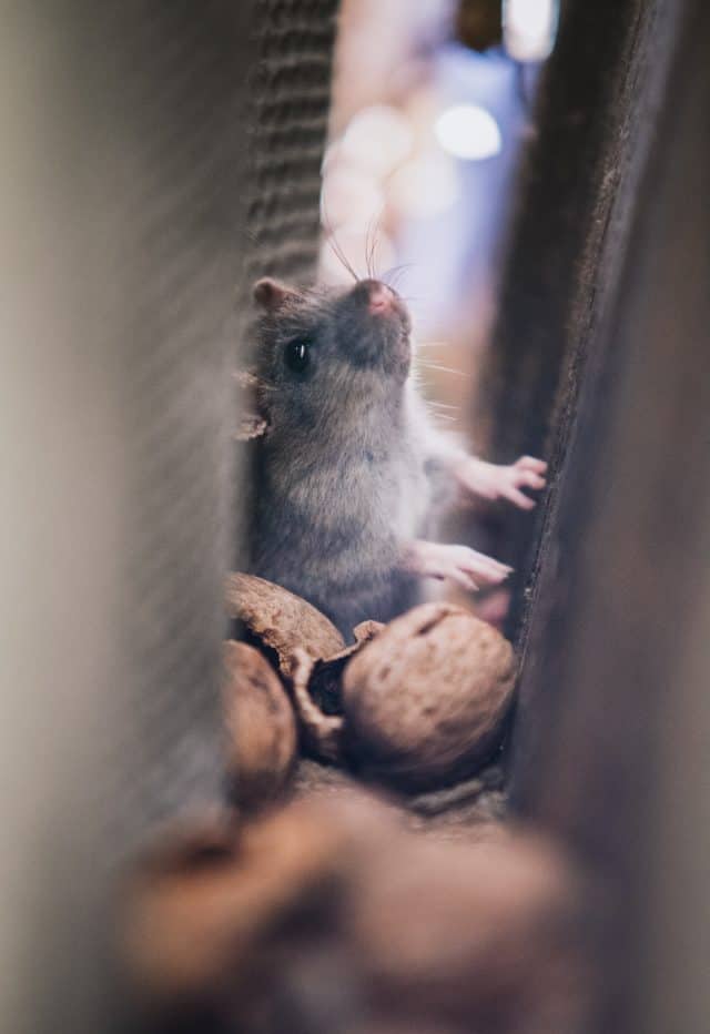 A mouse at the bottom of a crevice surrounded by nuts.