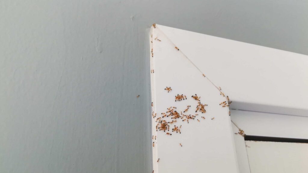 Attracting Ants Into Your Home - US Pest Protection