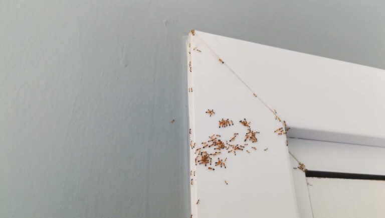 ants_on_door_frame