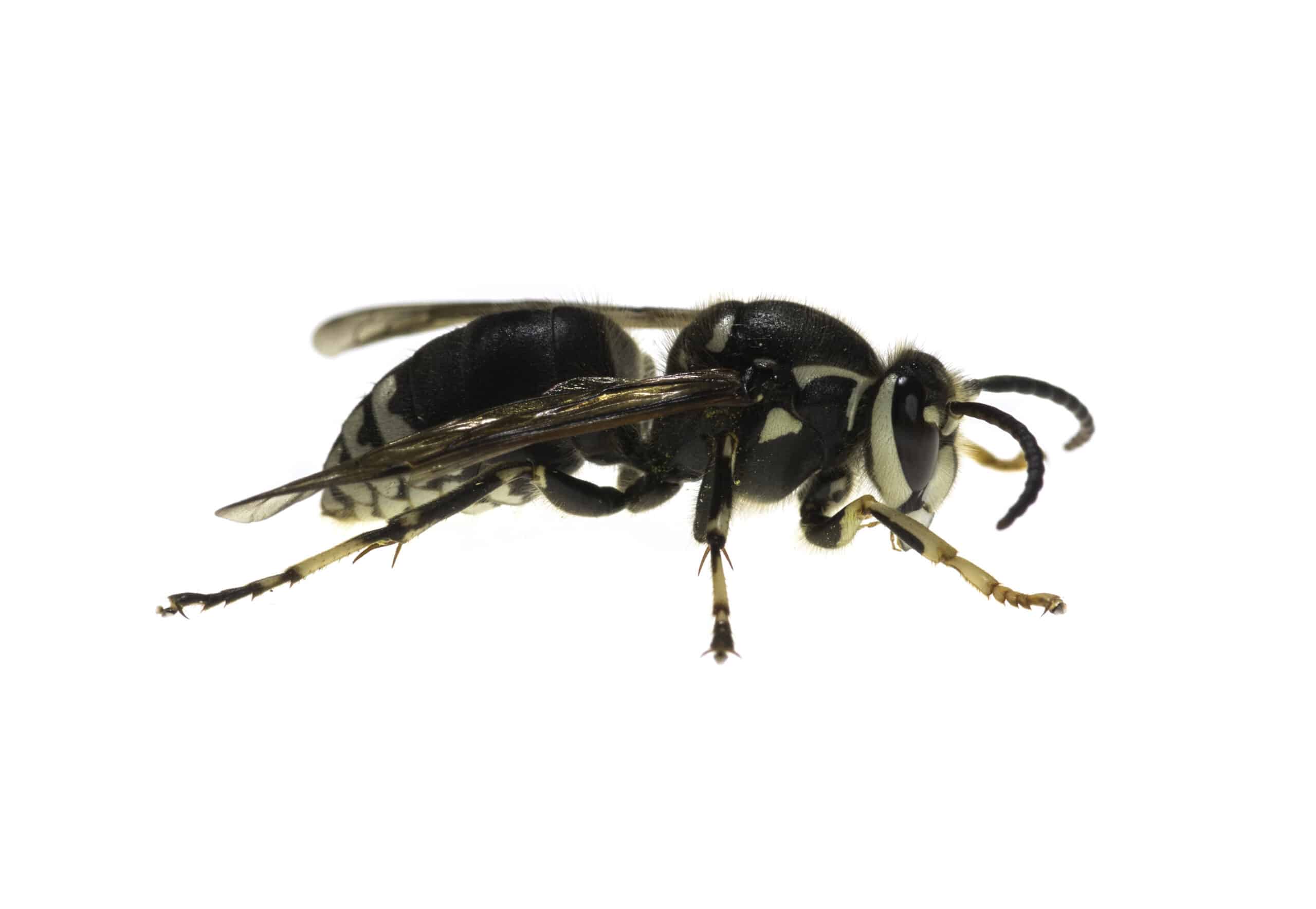 The-Types-Of-Wasps-In-Tennessee